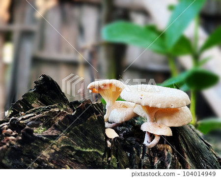Mushrooms growing on a tree stump in the rainforest close up with blurs backgrounds for Presentations and deck information graphic, print layout covering book, magazine page, advertisement materials 104014949