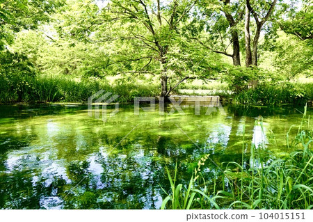The filming location of Akira Kurosawa's film "Dream", where the Tategawa River reflects the greenery and the spring water flows and river algae sway in Azumino City, Nagano Prefecture 104015151