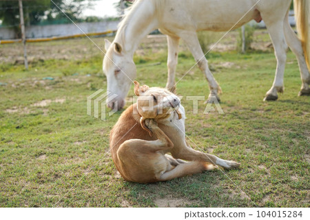 狗癢的圖片 104015284