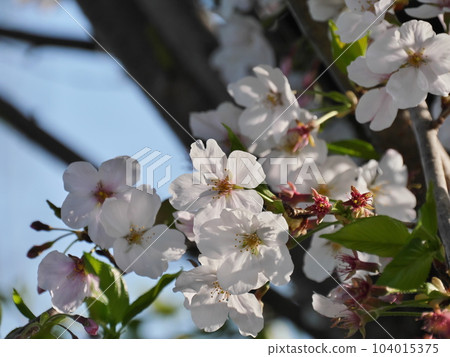 Cherry petals Cherry petals 104015375
