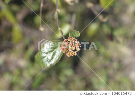 Korean spice viburnum Korean spice viburnum 104015473