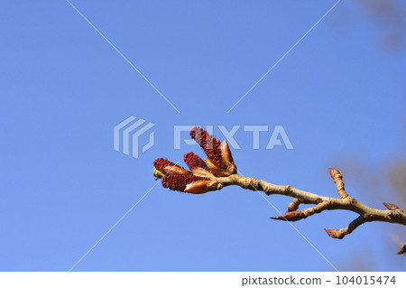 Lombardy poplar 104015474