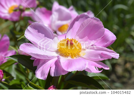 Fragrant peony 104015482