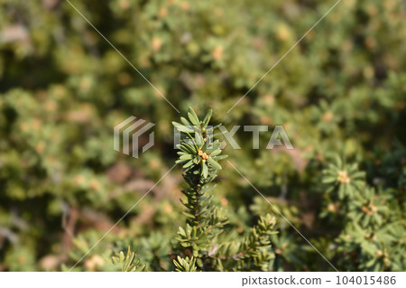 Japanese yew Japanese yew 104015486