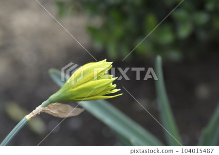 Daffodil Rip van Winkle Daffodil Rip van Winkle 104015487
