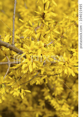 Weeping forsythia Weeping forsythia 104015495