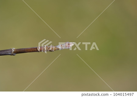 Boxelder maple 104015497