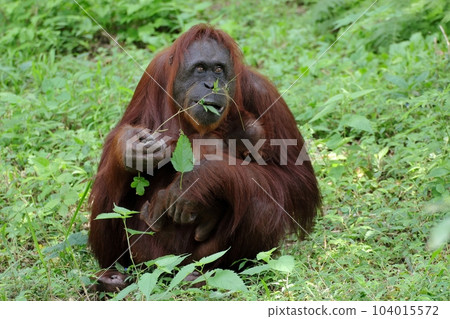 Female orangutan holding a baby Female orangutan holding a baby 104015572