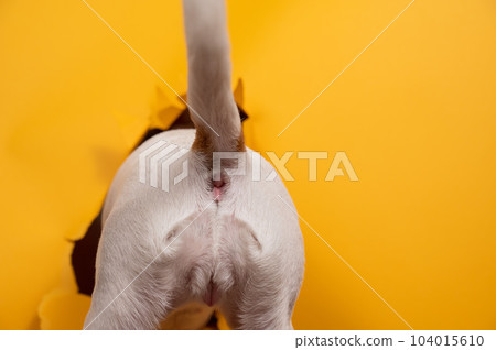 Back of Jack Russell Terrier dog sticking out of torn paper on orange background.  104015610