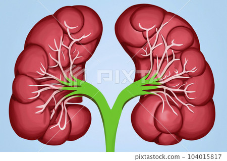 Kidney. Human kidney cross section. Menschliche Nieren. Human kidney Stones Medical Concept. Beautiful abstract kidneys with nebula dust concept, contemporary colors and mood social background. 104015817