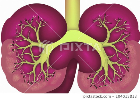 Kidney. Human kidney cross section. Menschliche Nieren. Human kidney Stones Medical Concept. Beautiful abstract kidneys with nebula dust concept, contemporary colors and mood social background. Kidney. Human kidney cross section. Menschliche Nieren. Human kidney Stones Medical Concept. Beautiful abstract kidneys with nebula dust concept, contemporary colors and mood social background. 104015818