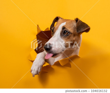 Licking jack russell terrier comes out of a paper orange background tearing it.  104016132
