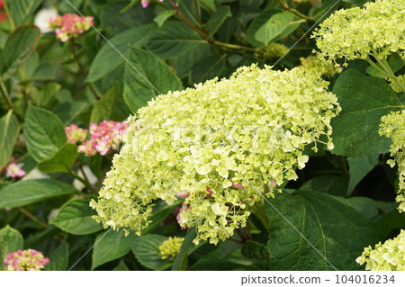 Hydrangea blooming beautifully before the rainy season 104016234