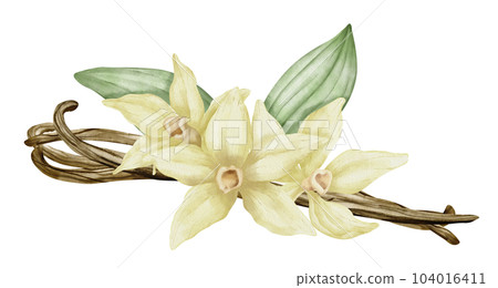 Vanilla Flower with Sticks and green leaves. Watercolor hand drawn illustration of yellow orchid Flower and pods on white isolated background. Drawing of ingredient for cooking spice or aroma oils. 104016411