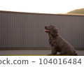 cocker spaniel at sunset 104016484
