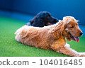 Two cocker spaniels relaxing 104016485