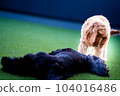 Cocker spaniel looking at senior dog 104016486