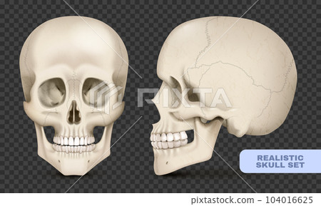 Realistic Skull Set 104016625