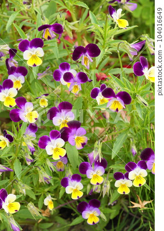 Pansies that bloom beautifully before the rainy season Pansies that bloom beautifully before the rainy season 104016649