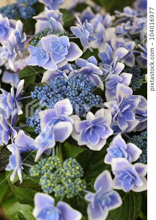 Hirahara Onsen Hydrangea Hirahara Onsen Hydrangea 104016977