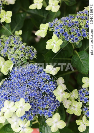 Hirahara Onsen Hydrangea Hirahara Onsen Hydrangea 104016978