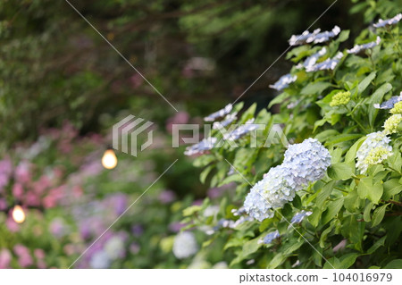 Hirahara Onsen Hydrangea Hirahara Onsen Hydrangea 104016979