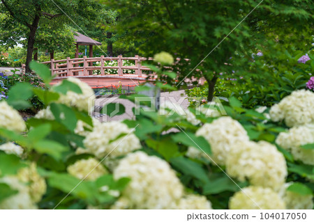 Shokaiji Temple, Hydrangea in full bloom <Inazawa City, Aichi Prefecture> 104017050