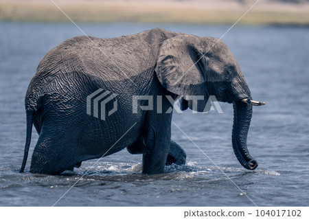 African bush elephant walks through shallow river African bush elephant walks through shallow river 104017102