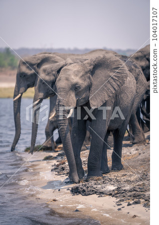 African bush elephants stand drinking from river African bush elephants stand drinking from river 104017107