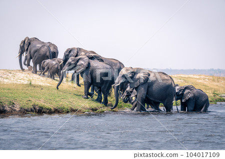 African bush elephants walk out of river 104017109