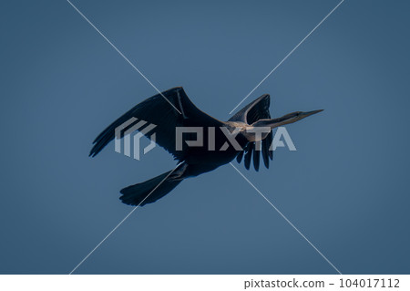 African darter flies against perfect blue sky 104017112