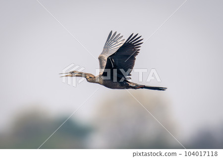 African darter flies opening beak wings raised African darter flies opening beak wings raised 104017118