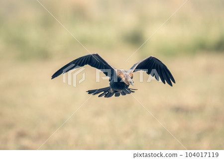 African darter flies over floodplain arching wings African darter flies over floodplain arching wings 104017119