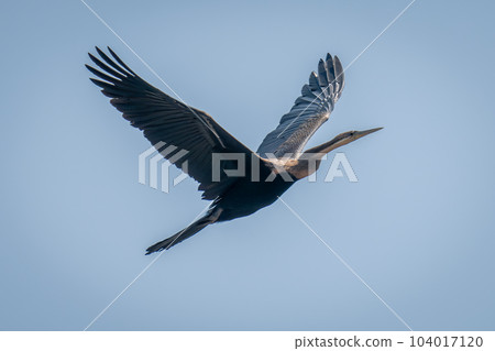 African darter flies through perfect blue sky 104017120