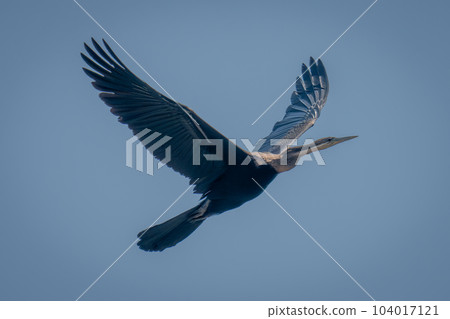 African darter flies through sky lifting wings 104017121