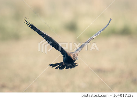 African darter flies towards camera lifting wings 104017122