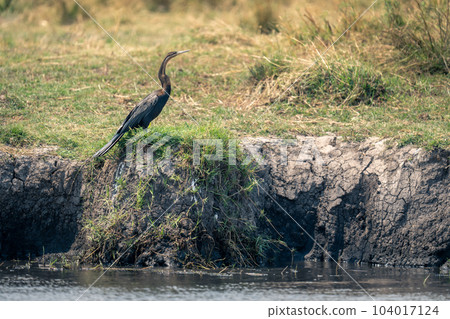 African darter in profile on grassy riverbank 104017124