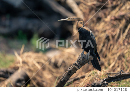 African darter in sunshine on dead branch African darter in sunshine on dead branch 104017128