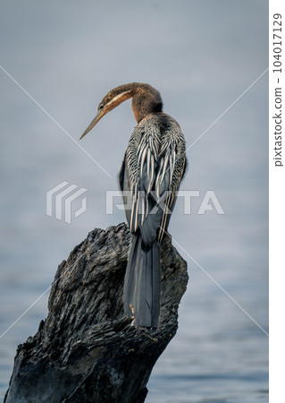 African darter looks at river from stump 104017129