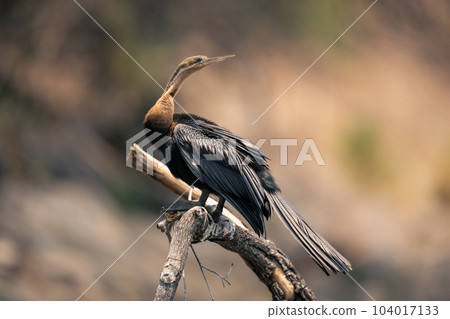 African darter on curved branch turns head African darter on curved branch turns head 104017133