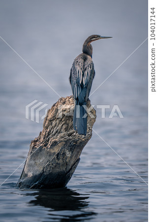 African darter on dead stump in water 104017144