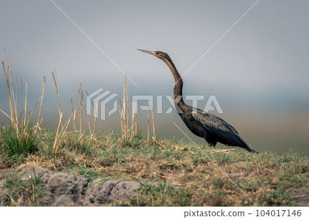 African darter on grassy riverbank in profile African darter on grassy riverbank in profile 104017146