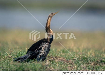 African darter on grassy riverbank in sunshine 104017147