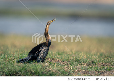 African darter on grassy riverbank opening mouth 104017148