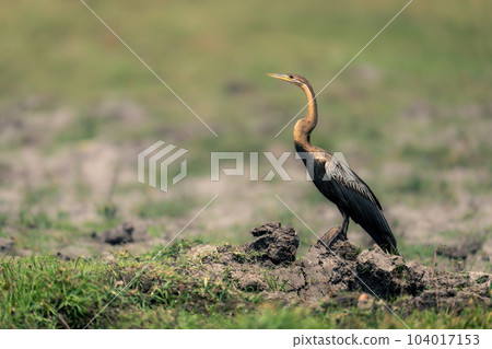 African darter on muddy bank  in profile 104017153