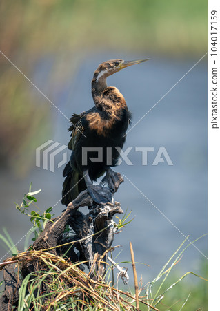 African darter on stump in tangled grass 104017159