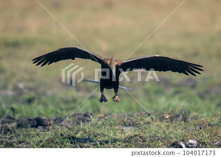 African darter spreads wings about to land 104017173