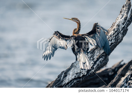 African darter spreads wings on guano-covered log African darter spreads wings on guano-covered log 104017174