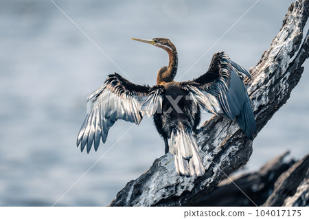 African darter spreads wings out to dry African darter spreads wings out to dry 104017175