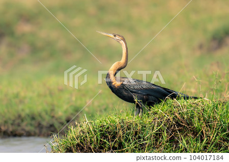 African darter with catchlight on grassy riverbank African darter with catchlight on grassy riverbank 104017184